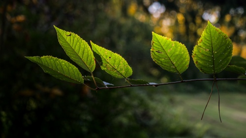 leaf