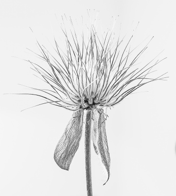 Pulsatilla