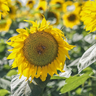 Sunny Flower