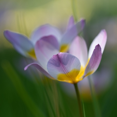 Tulip