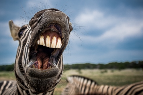 Zebra
