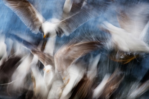 Gull Feeding Frenzy