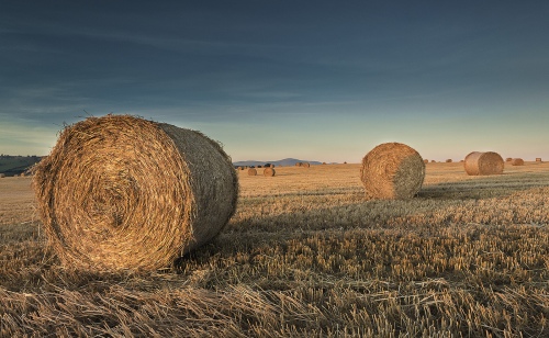 Harvest Glow