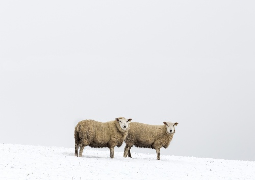 See Ewe Two
