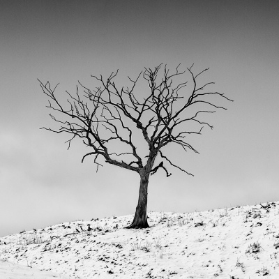Winter Tree