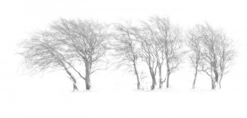Winter Trees In Mist