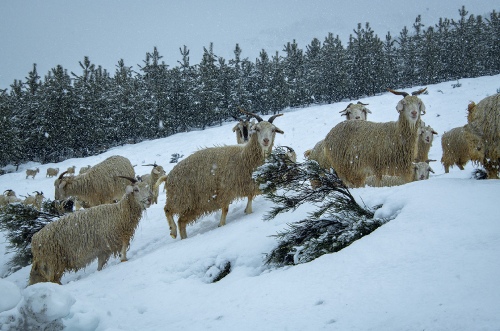 Cabras locas Icalma