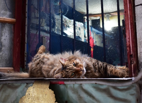 Lazy cat