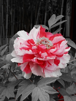 Peony