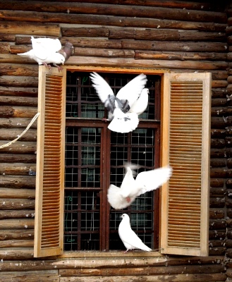 Pigeons