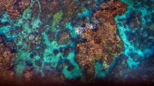Reef Gardens 