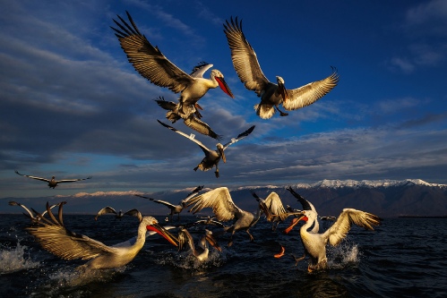 fight for the fish