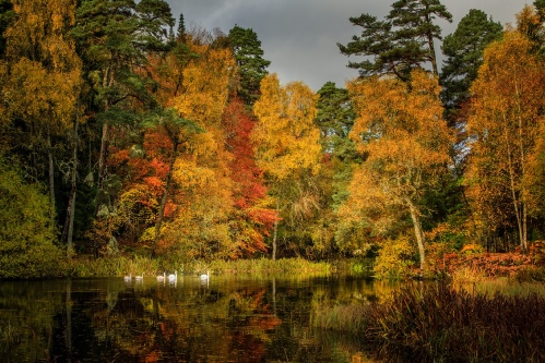 Autumn Swans