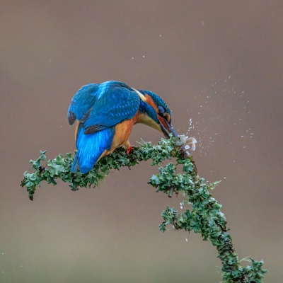 Battered Fish