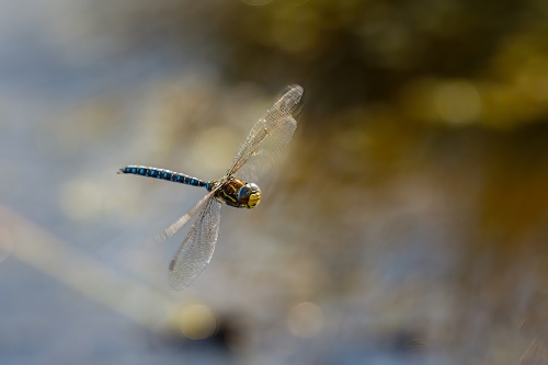 Common Hawker