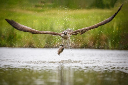 Incoming