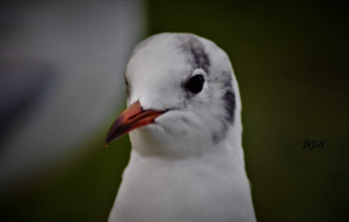 bird