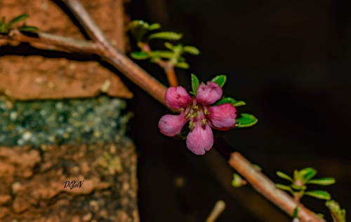 Little pink flower