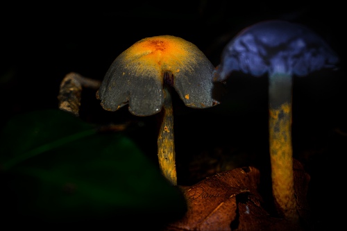 mushrooms...