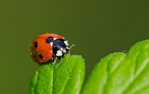 Ladybug
