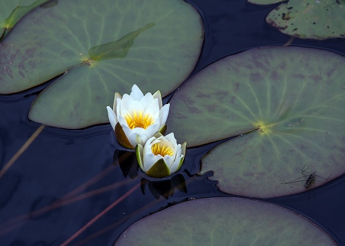 Water lilies