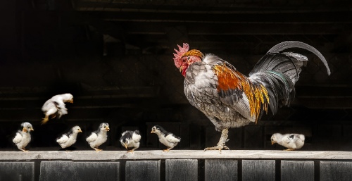 Chicks in rapport 2