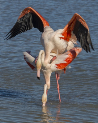 Accouplement flamants 36