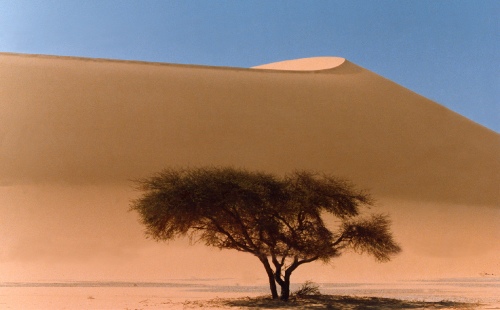 Arbre et dune