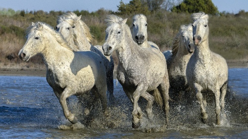 Camargues 8