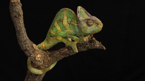 Caméléon