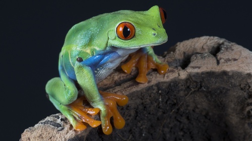 Grenouille 1