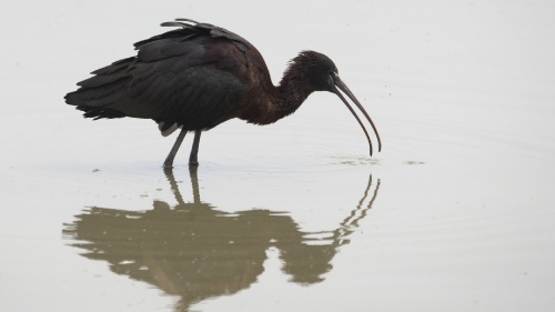 Ibis 4