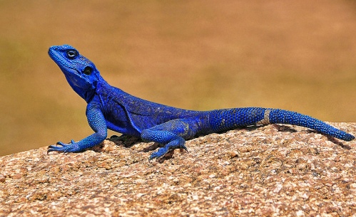 Blue lizard