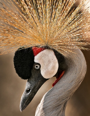 Crane ‫‬