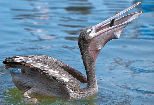 Swallowing fish