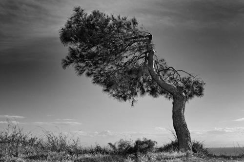 albero