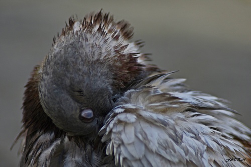 COLUMBIDAE