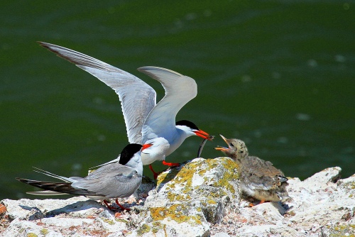 BIRD-2
