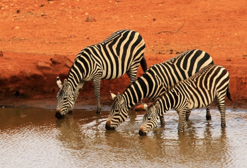DRINK OF WATER