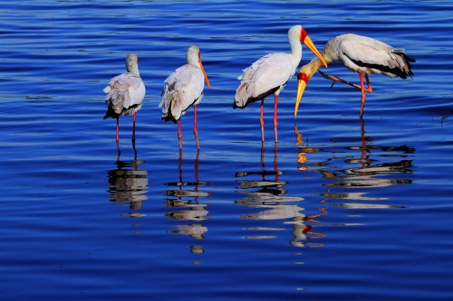 IN THE LAKE