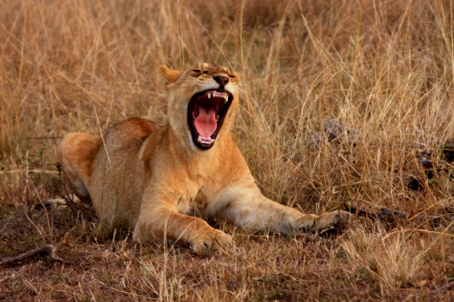 LION