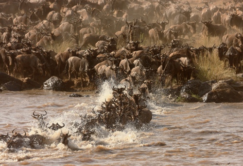 MIGRATION-4