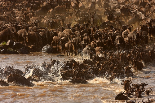 MIGRATION