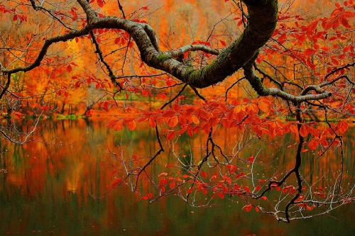 RED AND TREE