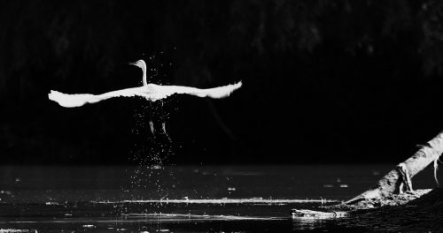 START TO FLYING