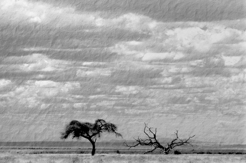 TREE AND TREE