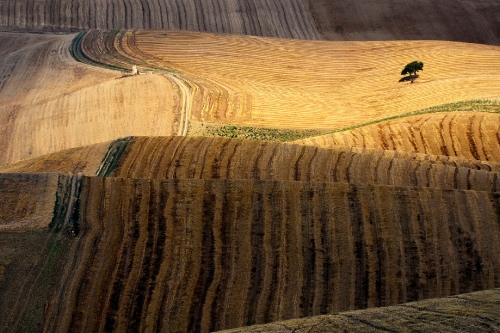 Tree between the lines