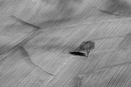 Tree in the field