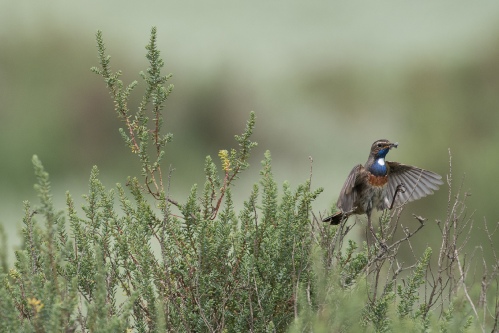 Becquée- Gorge bleue