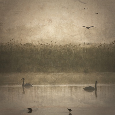 Cygnes à l'aube